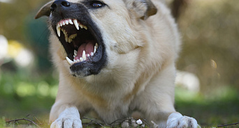 «Не мешайте собачкам жить в городе - говорили они!» В Краснодаре собака напала на женщину, горожанке грозит ампутация пальца - собаки терроризируют горожан, власти бездействуют