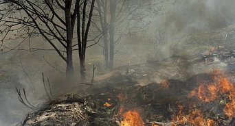 «Человеческая глупость вошла в историю на 200 лет»: эколог рассказал, что на восстановление леса в Геленджике уйдёт несколько сотен лет