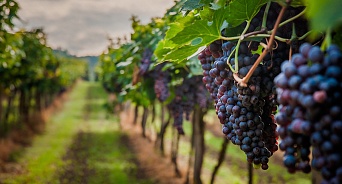 На Кубани в 2021 году увеличат высадку виноградников 