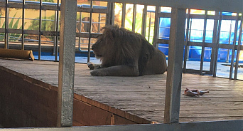 В Анапе прокуратура проверила условия содержания льва Тиграна 
