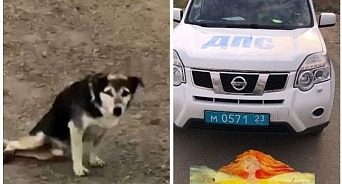 В Анапе полицейские помогли бездомной собаке-инвалиду