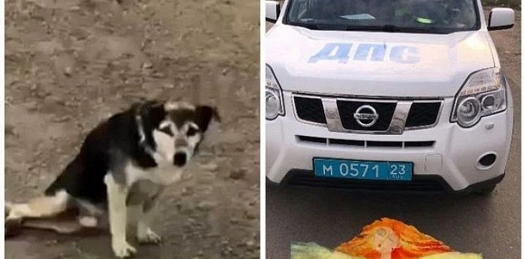 В Анапе полицейские помогли бездомной собаке-инвалиду