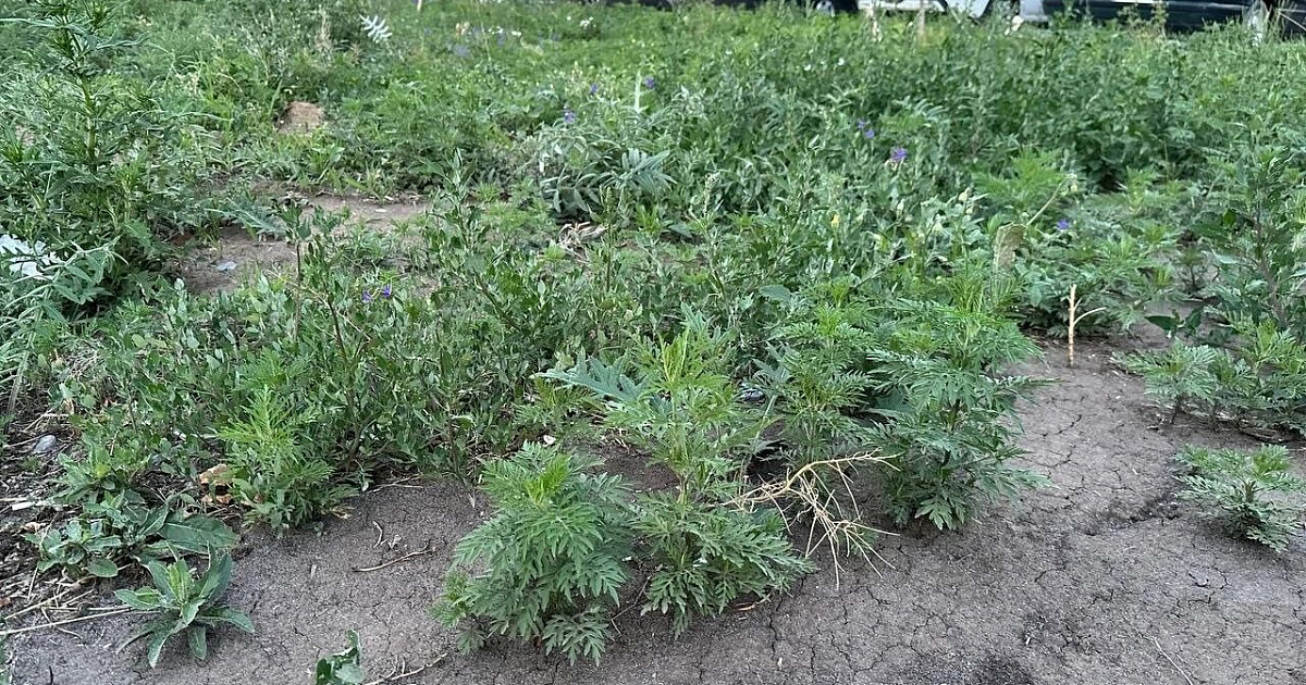 Территория Кубанского аграрного госуниверситета заросла цветущей амброзией