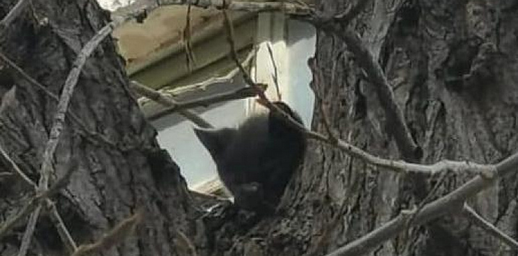 В Новороссийске на высоте трехэтажного дома спасатели сняли кота с дерева