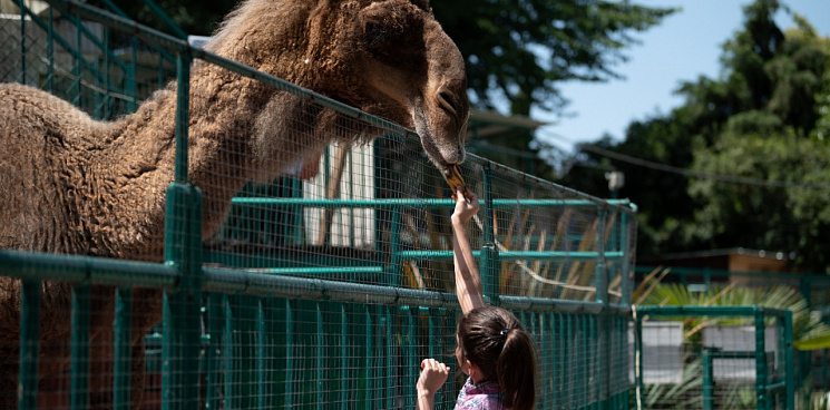 Посетительница зоопарка в Сочи рассказала о страдающих от жажды животных, грязи и отсутствии ветпомощи – зоопарк обвинения опроверг 