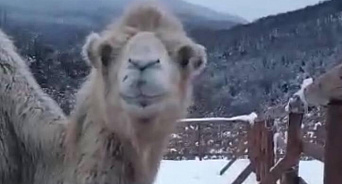 «Кеша чувствует себя прекрасно»: верблюд из зоотюрьмы в Сочи набирается сил и ждёт возлюбленную Зухру - ВИДЕО