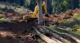 «Негоже природу убивать!» Генеральная прокуратура требует возместить ущерб Сочинскому нацпарку от компании, которая незаконно рубила лес на его территории