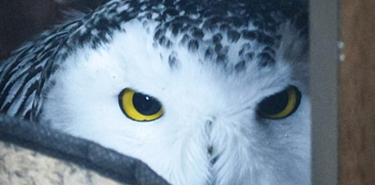 «Не долетела до Хогвартса»: в Югре полицейские спасли белую сову с повреждённым крылом