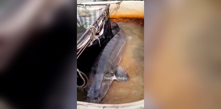 Рыба моей мечты: царь-белугу весом более 100 килограммов поймали на Кубани 