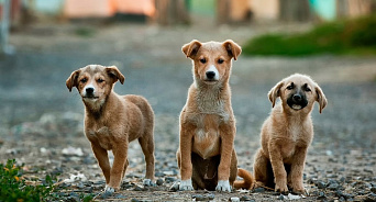 «Происходит ограничение прав людей, а не собак!» Коммунисты Краснодара возмутились тем, что мэрия не решает проблему собачьих стай