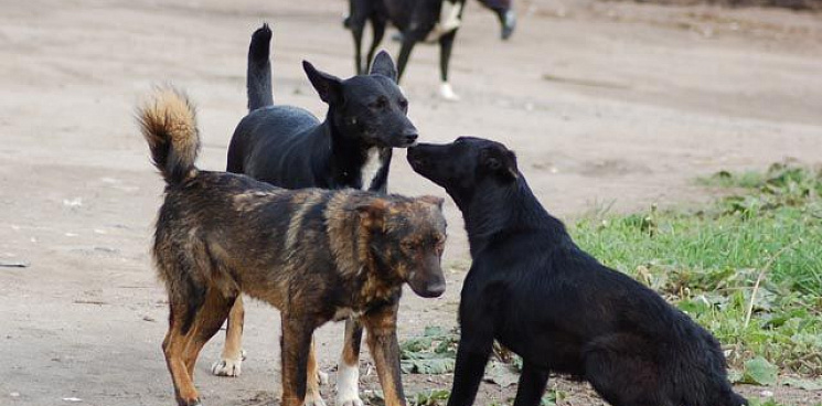 В Краснодаре стаи бродячих собак снова нападают на людей - ВИДЕО