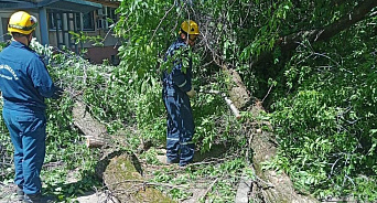 На Кубани ураганный ветер повалил десятки деревьев: власти просят гулять с осторожностью 