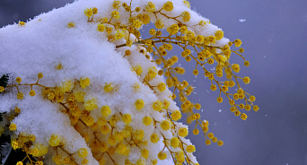В Краснодарском крае 13 марта выпадет снег, воздух прогреется до 3 градусов