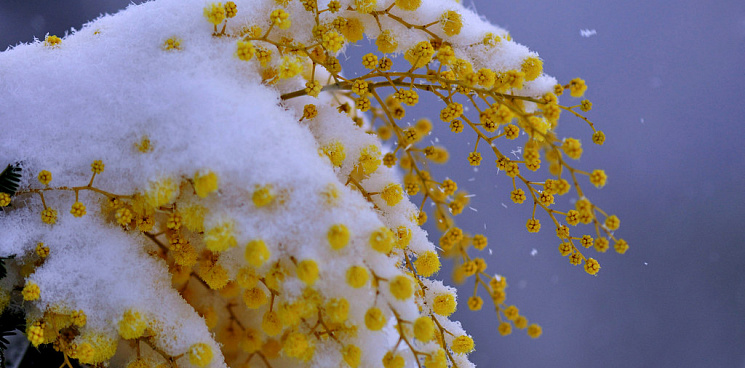 В Краснодарском крае 13 марта выпадет снег, воздух прогреется до 3 градусов