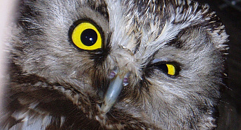 В Краснодаре заблокировали сайт с объявлением о продаже редкой совы