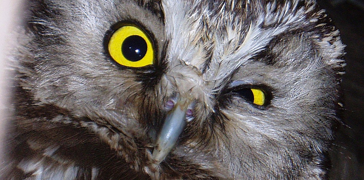 В Краснодаре заблокировали сайт с объявлением о продаже редкой совы