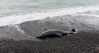 На Кубани с начала года погибло 150 дельфинов