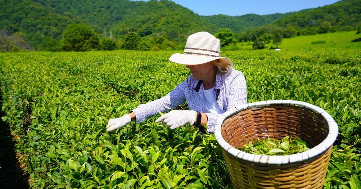 Урожай чая сократился на 13% из-за холодной весны в Сочи 