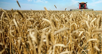 В 2026 году Кубань выделит 80 млн рублей на разработку гибридов яровых культур