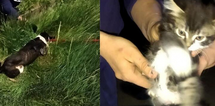 Новороссийские спасатели достали котенка и собаку из ливневки