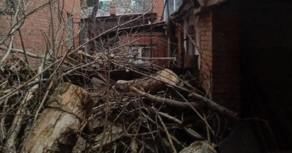 В центре Краснодара упало дерево и повредило газопровод