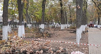 В Краснодаре срубят более сотни деревьев аварийного состояния