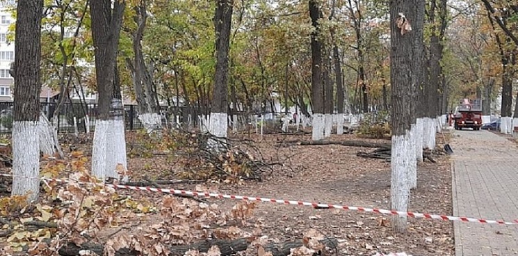 В Краснодаре срубят более сотни деревьев аварийного состояния