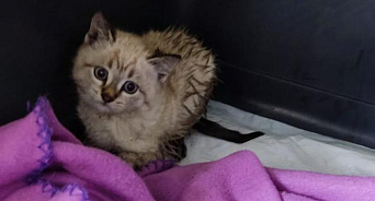 «Добрые новости»: в Новороссийске спасатели вытащили котёнка из колодца, ему ищут хозяев 
