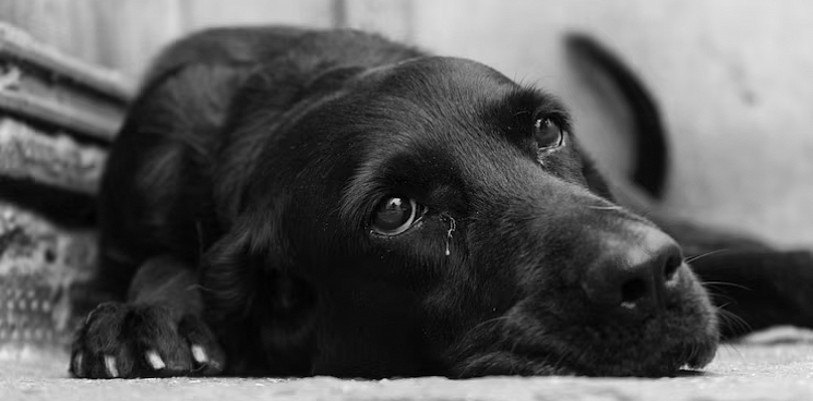 «Голову ей отруби!» В Хакасии подростки зверски убили собаку, но их лишь поставят на учёт - ВИДЕО