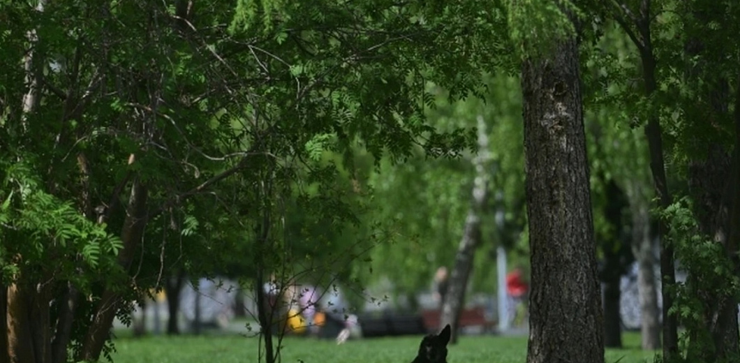 Жителей Апшеронска на Кубани возмутило отсутствие цветочных клумб, на которые ушло пять миллионов