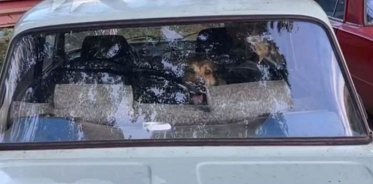 Курские волонтеры и москвичи помогли беженцу из Харькова, который месяц прожил в машине с собакой