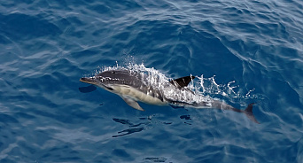  В Геленджике волонтеры борются за жизнь дельфина-белобочки 
