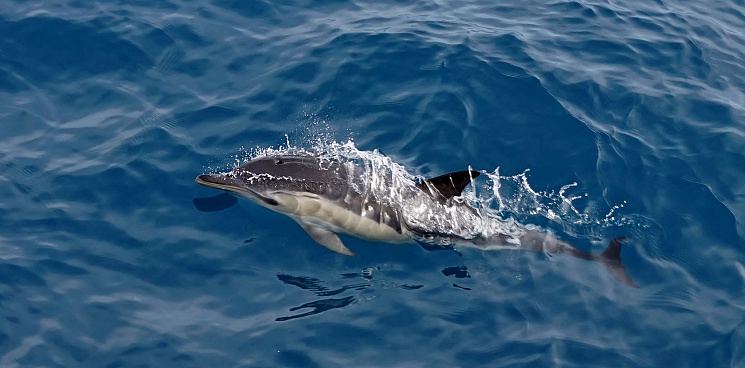  В Геленджике волонтеры борются за жизнь дельфина-белобочки 