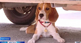 «Четвероногие эксперты»: как в Краснодаре работают собаки, которые помогают правоохранителям искать запрещённые вещества? – ВИДЕО