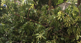 «Хватит пилить деревья!» В Краснодаре выявили факт незаконной вырубки