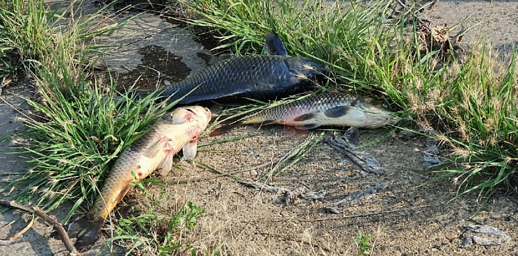 В мэрии объяснили причину массовой гибели рыбы в городском озере 