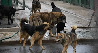 Жители Краснодара опасаются за свое здоровье из-за стай бродячих собак – ВИДЕО