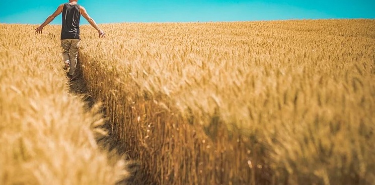 Цена на пшеницу за майские праздники выросла до 15,6 тысяч за тонну