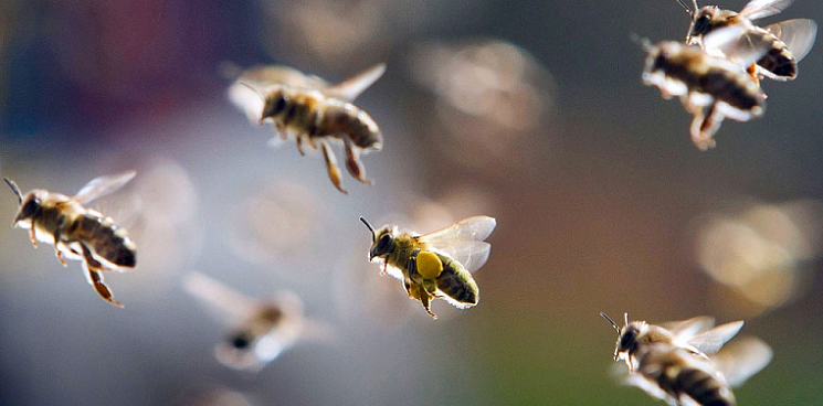 Видовое разнообразие пчел и шмелей за 30 лет сократилось на 25%