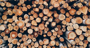 Из Краснодарского края незаконно вывезли лесоматериалы на 20 млн рублей