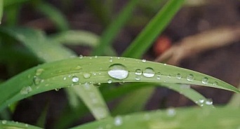 В Краснодарском крае 10 августа ожидается дождь