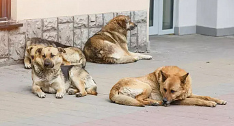 «Собачка-собачка, почему у тебя большие зубы?» В Краснодаре стая агрессивных собак нашла себе дом во дворе школы – ВИДЕО