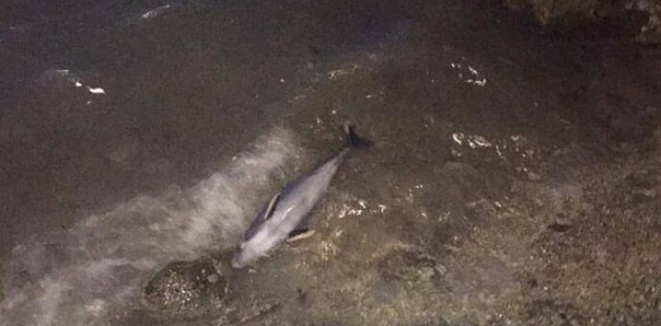 В Геленджике нашли мертвого дельфина и нефтяное пятно