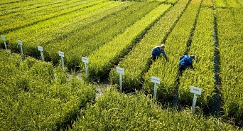 Рисоводы Кубани прогнозируют рост розничных и оптовых цен на крупу