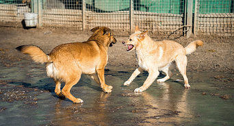«Новый урок в школе – побегай от собаки!» В Краснодаре бродячие собаки поселились на территории школьного стадиона