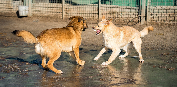 «Новый урок в школе – побегай от собаки!» В Краснодаре бродячие собаки поселились на территории школьного стадиона