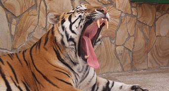 В крымском зоопарке тигр откусил палец годовалому ребёнку
