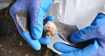 В Сочи у летучих мышей нашли потенциально опасные виды коронавируса
