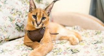 На Кубани суд вернул почти миллион рублей покупательнице бесплодных кошек 
