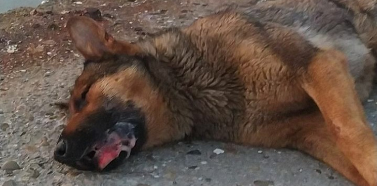 В Геленджике живодёры травят домашних собак, забрасывая яды в частные дворы – ВИДЕО